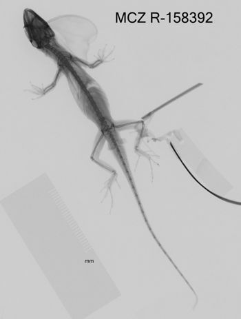 Media type: image;   Herpetology R-158392 Aspect: dorsoventral x-ray
